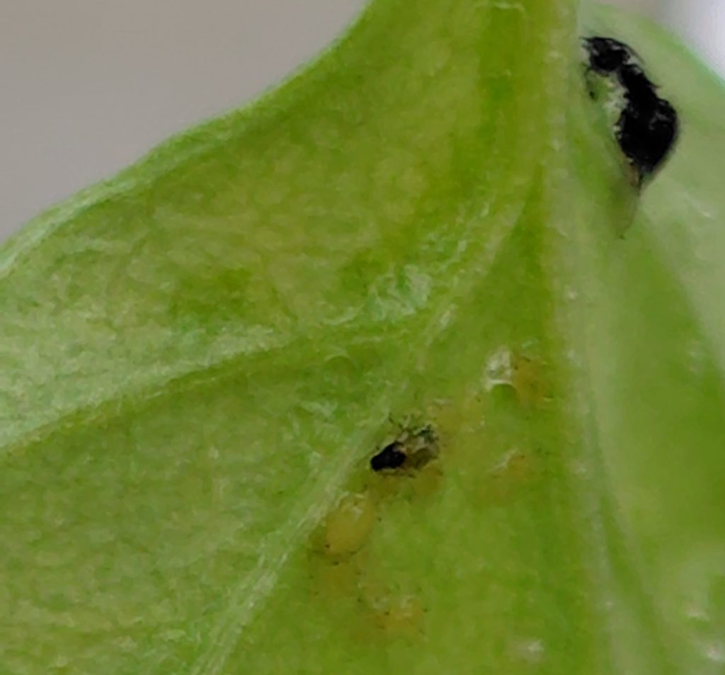 アブラムシにスプレーした直後