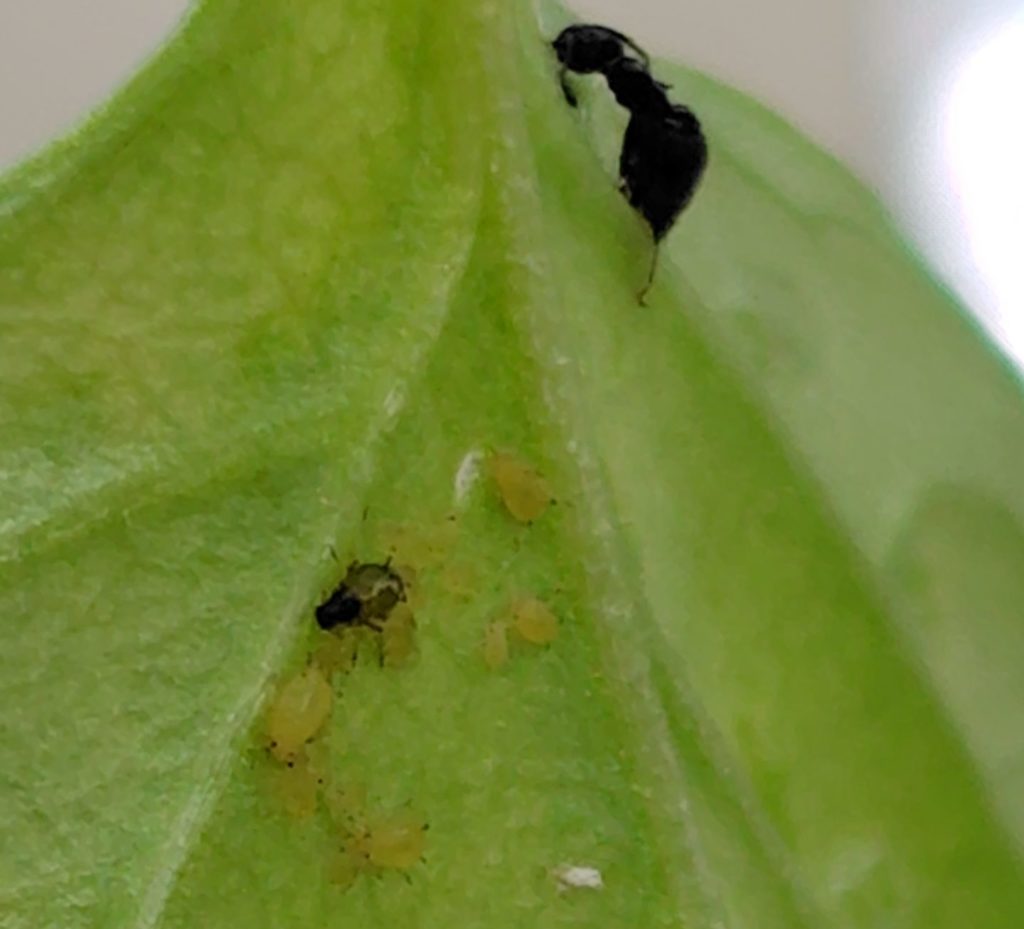 アブラムシにスプレーをした６分後