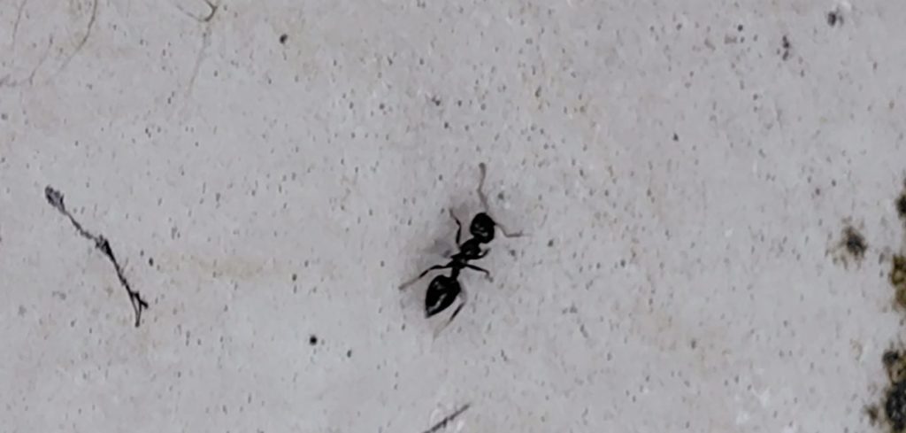 アリを発見した様子