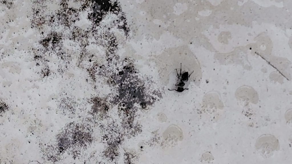 スプレーした直後のあり