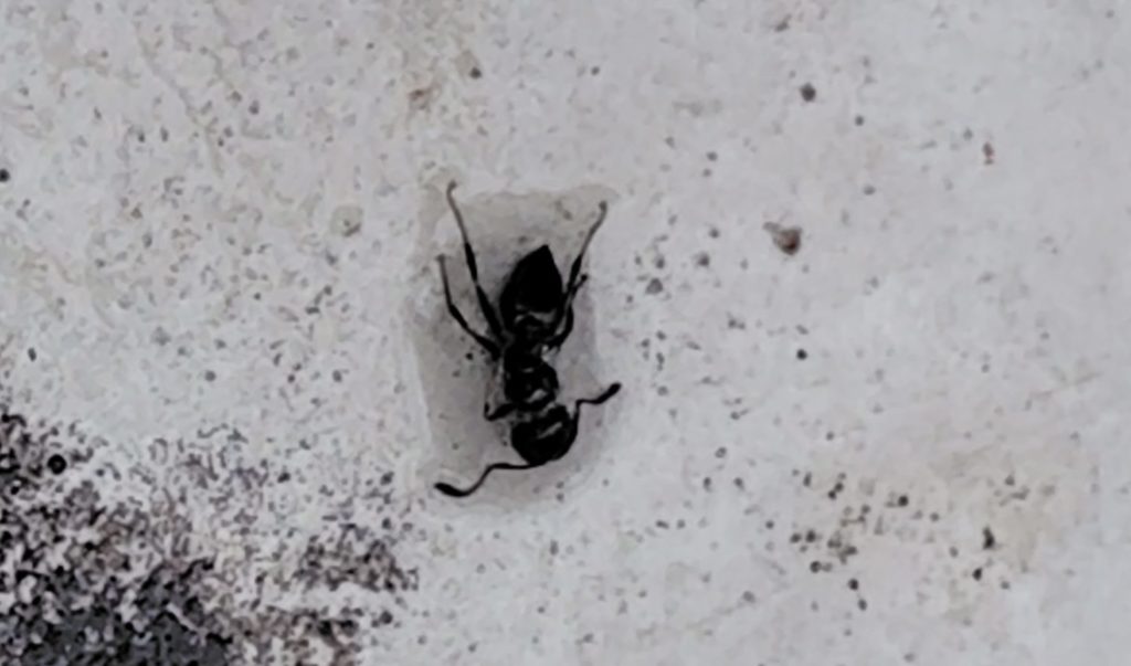 スプレー後のありの様子