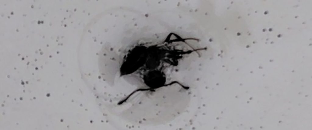 約５分後のありの様子