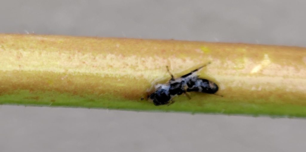 スプレーした直後