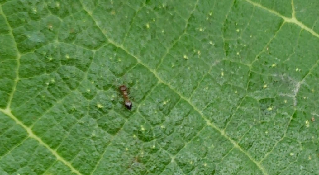 いちじくにいた極小のあり