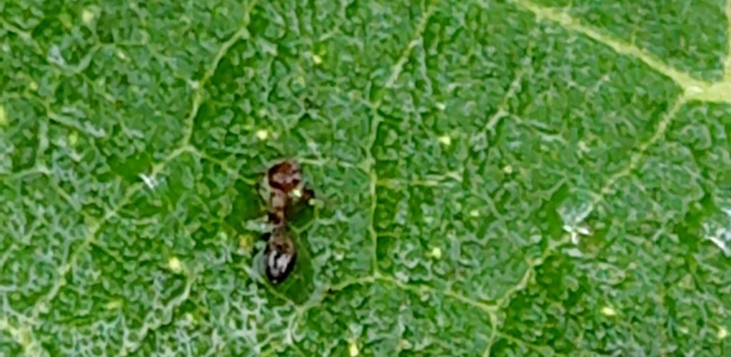 スプレーしてすぐ