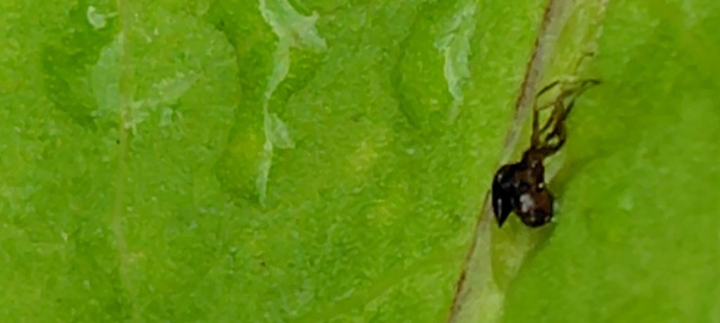 極小ありを移動させた様子