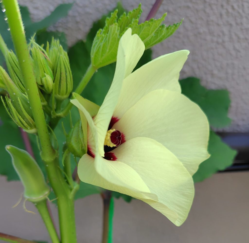 7月21日のオクラの花