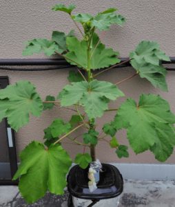 7月25日のオクラの様子