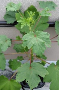 7月26日のオクラ