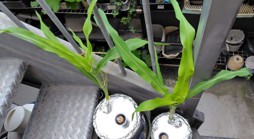 水耕栽培の白トウモロコシ