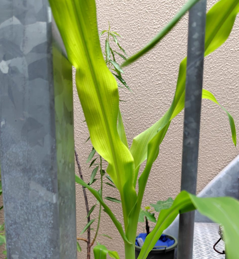 水耕栽培の白トウモロコシ