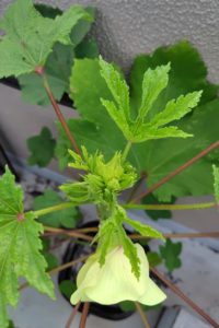 7月28日のオクラ