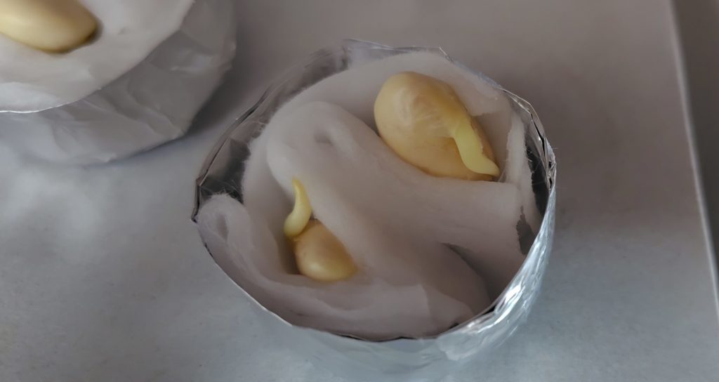 枝豆の発芽状況