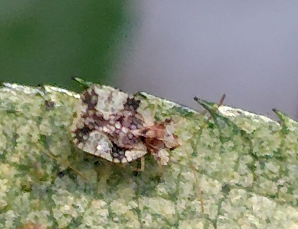 桜桃の葉の裏にいたグンバイムシ