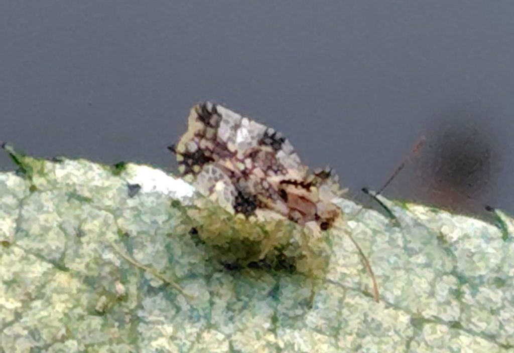 グンバイムシを横から撮影