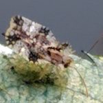 グンバイムシを横から撮影