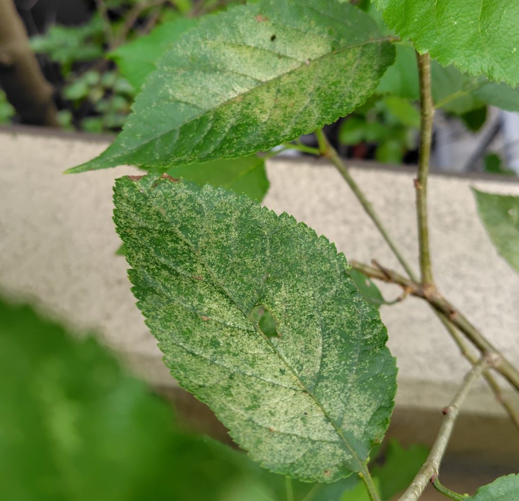 サクランボの葉っぱ