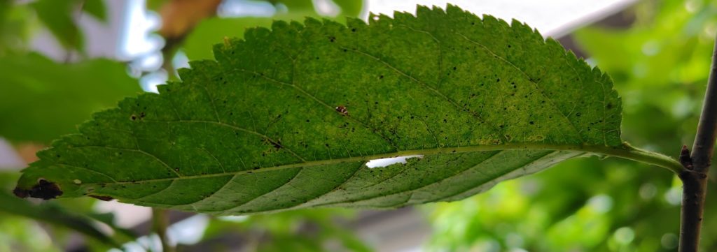 かすれたサクランボの葉っぱの裏