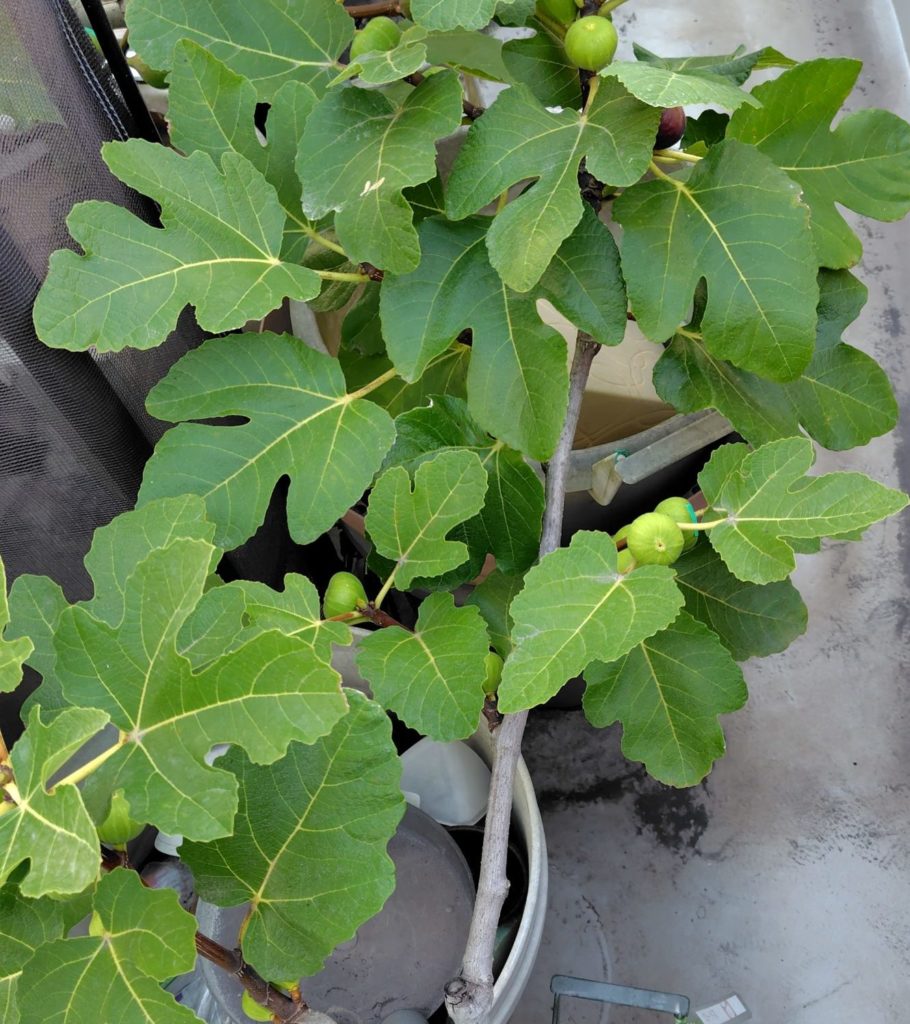 いちじくロードスの苗の様子