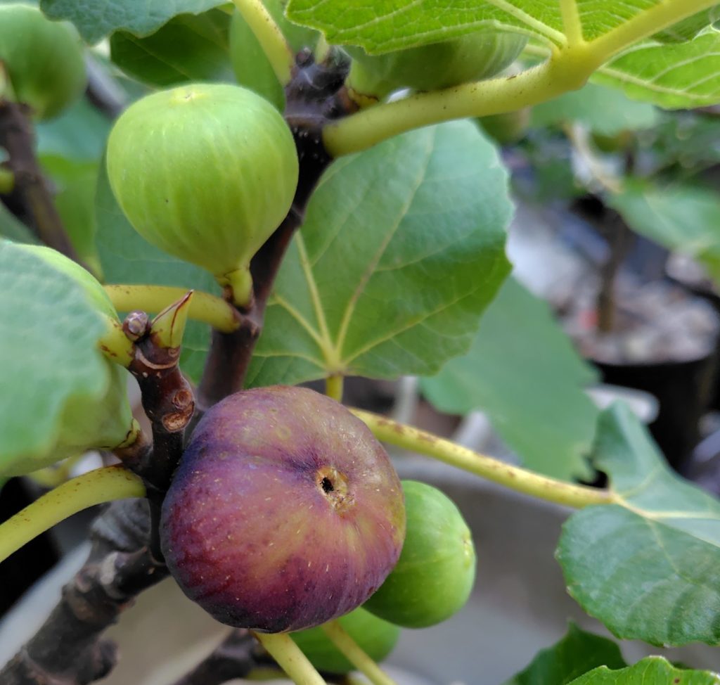 ロードスの実です