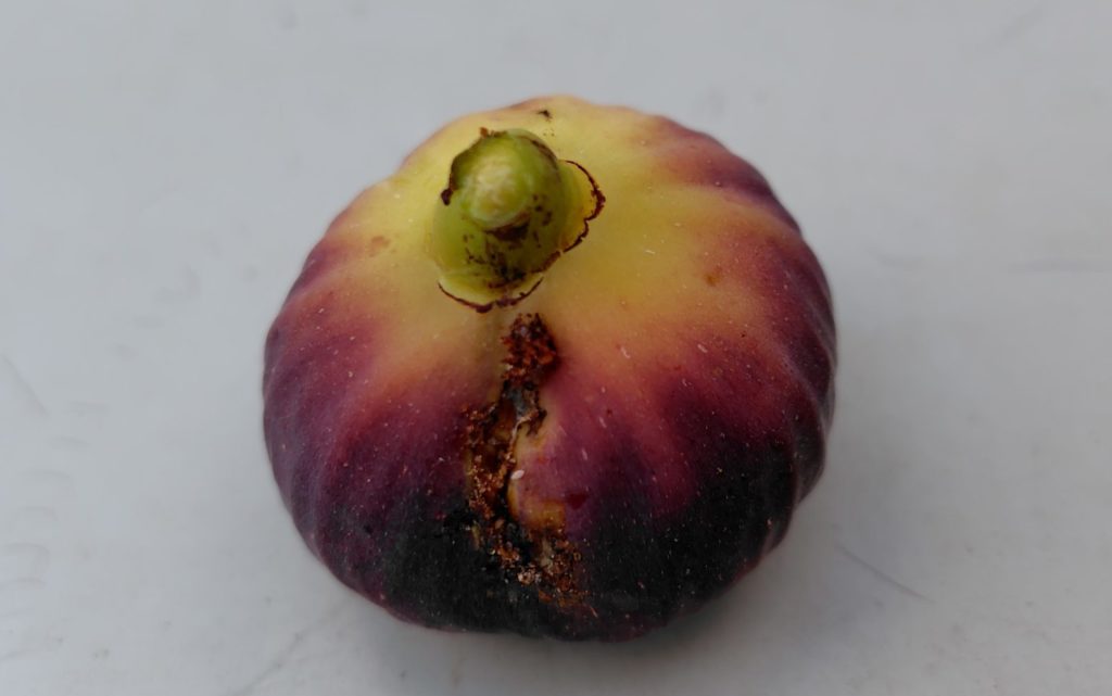 ロードスの実に傷がついている状況