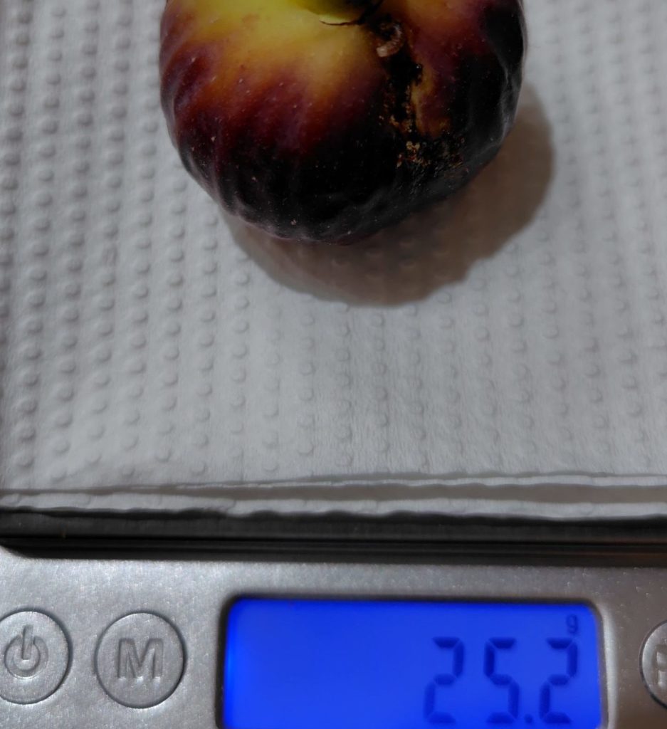 ロードスの重さをはかっている状況