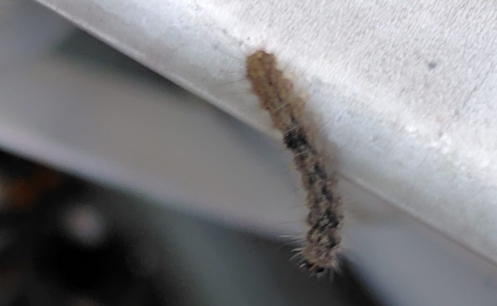 鉢の縁にいるヤネホソバの幼虫