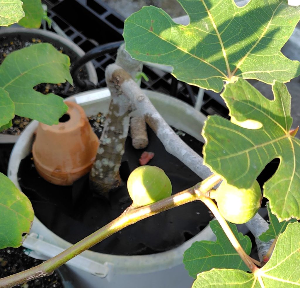 フェルトを敷いているイチジクの鉢