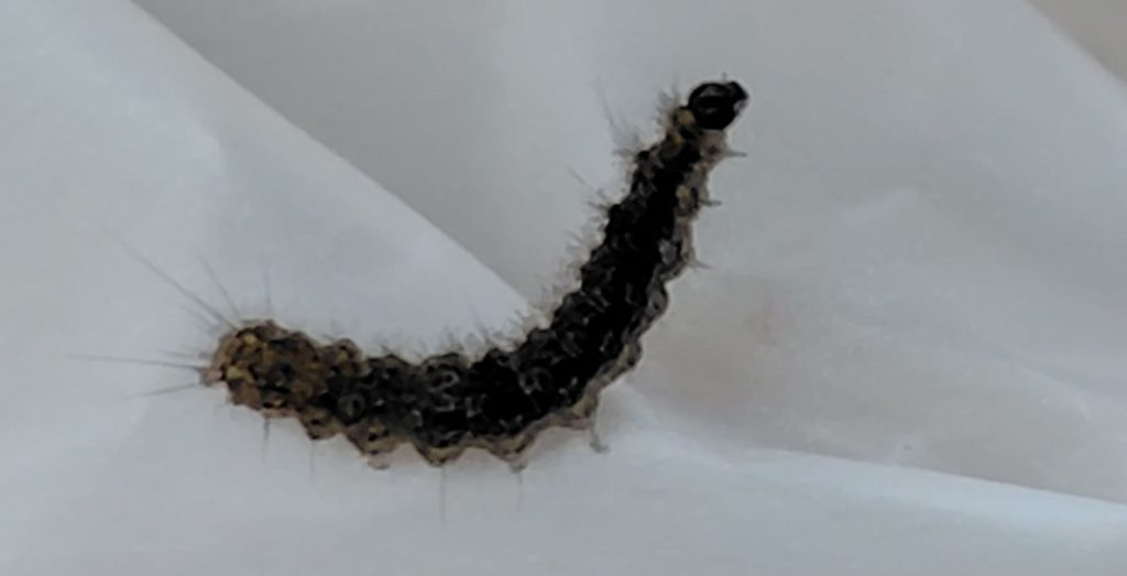 ヤネホソバの様子