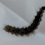 ヤネホソバの様子