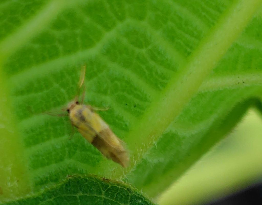 キイロマイコガの発見状況