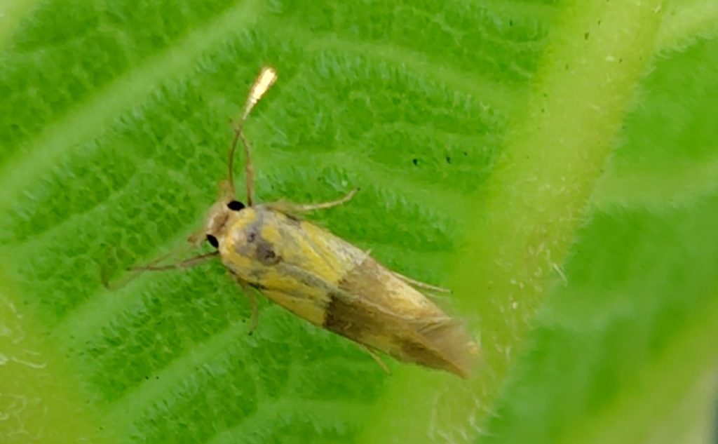 いちじくの葉にいた蛾