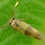 いちじくの葉にいた蛾