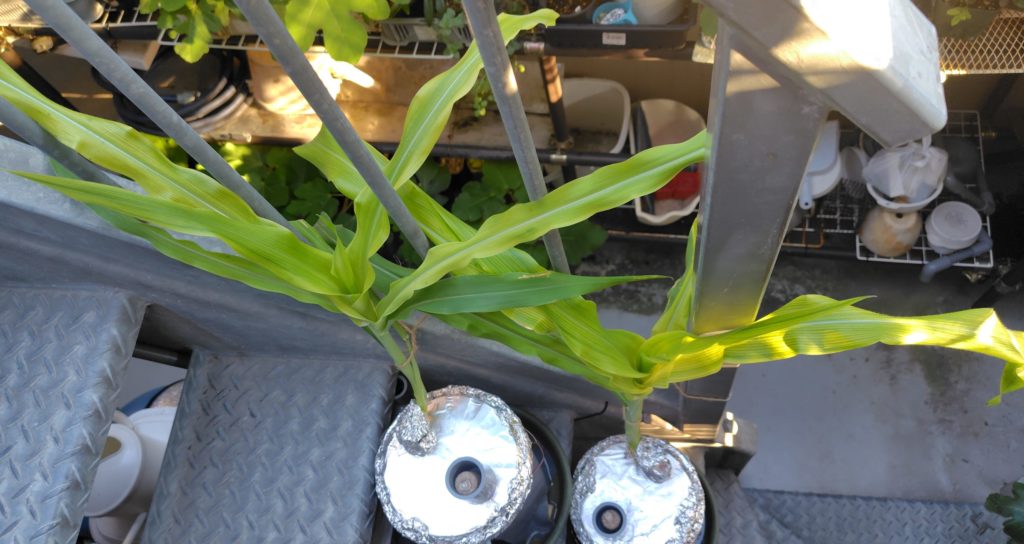 水耕栽培の白トウモロコシ