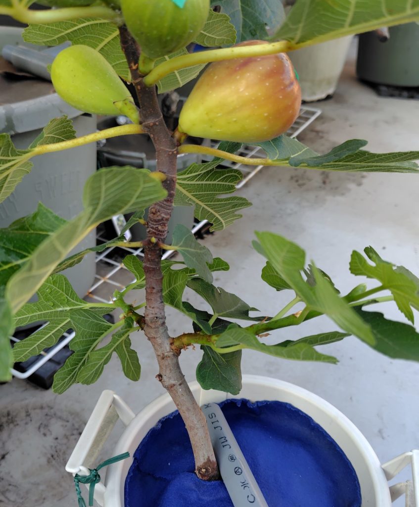 ホワイトゼノアの鉢