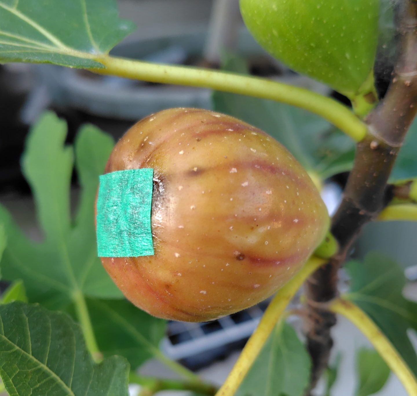 熟したホワイトゼノア