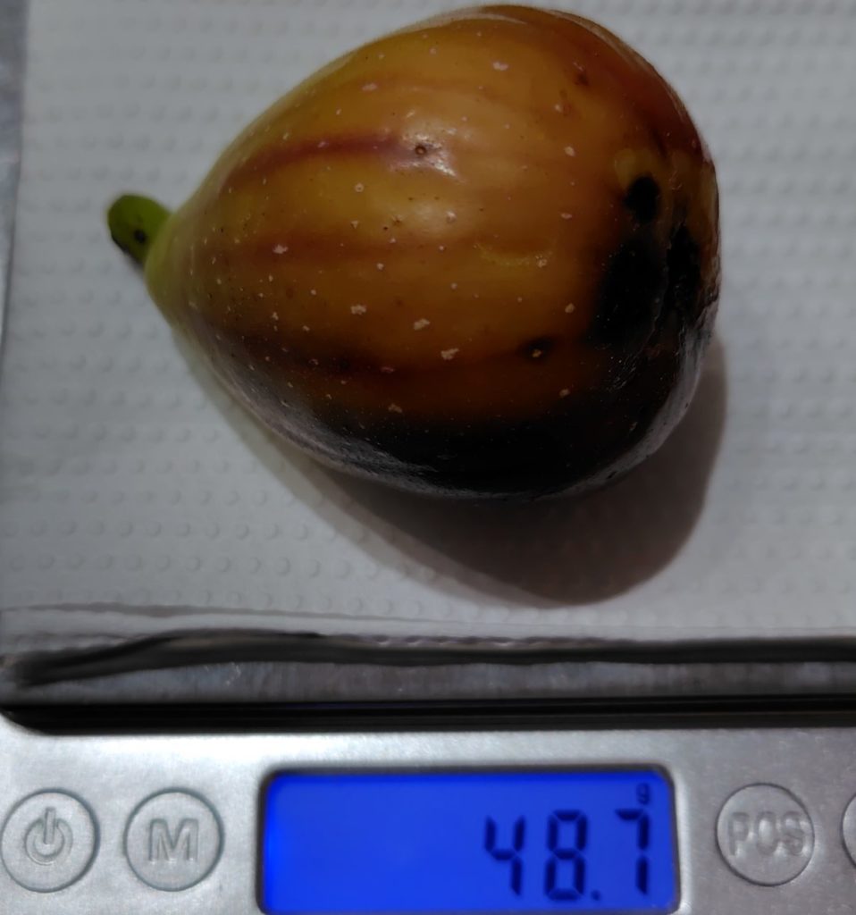 ホワイトゼノアの重さ