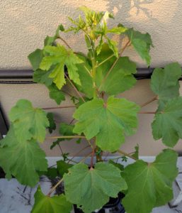 8月2日のオクラ