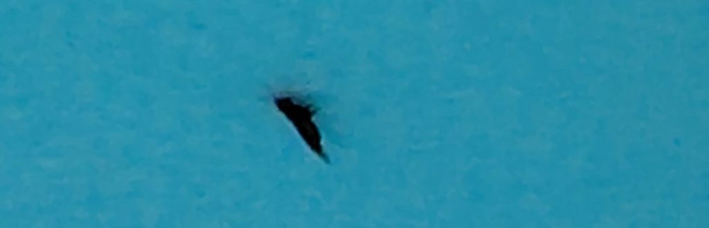 粘着シートのアザミウマ