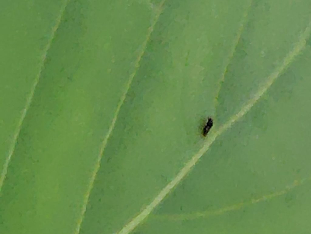 バジルの葉の虫