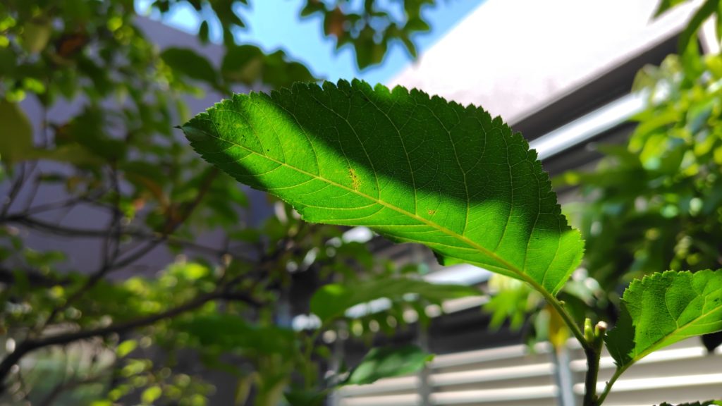 桜桃の葉っぱ