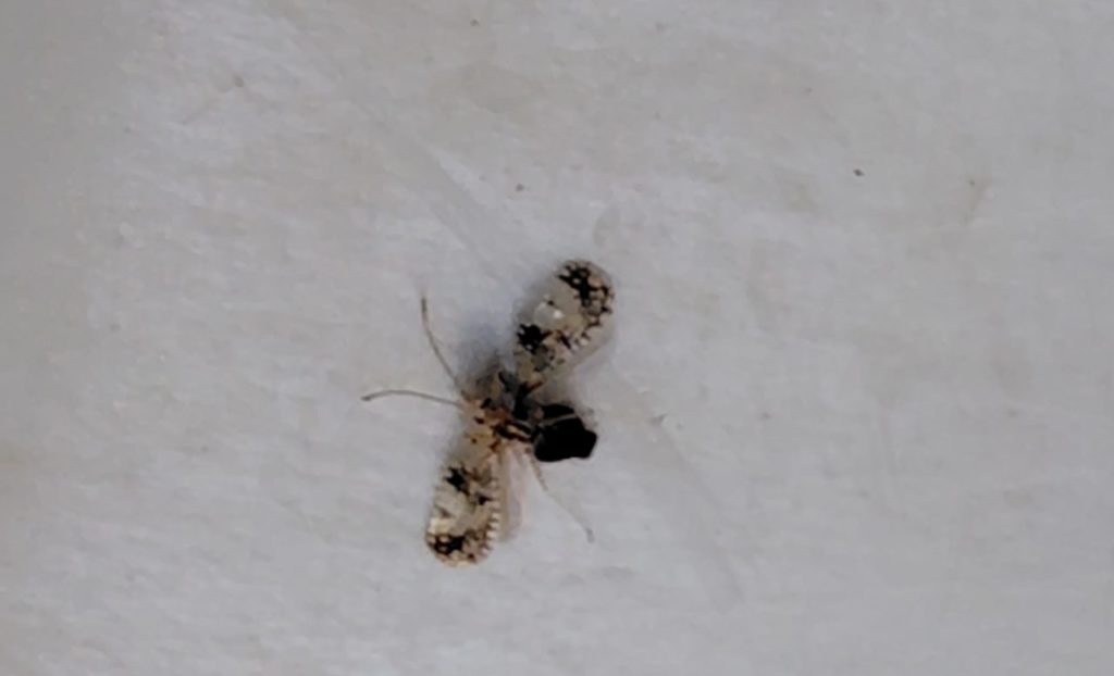 飛んで逃げようとする様子