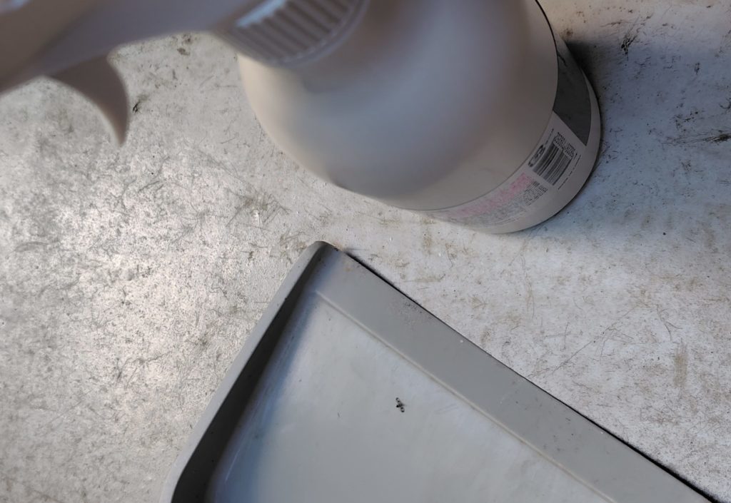 ちりとりの上にグンバイムシを落とした様子