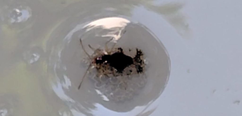 グンバイムシに中性洗剤スプレーをかけた様子