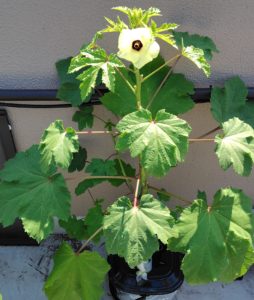 8月3日のオクラ