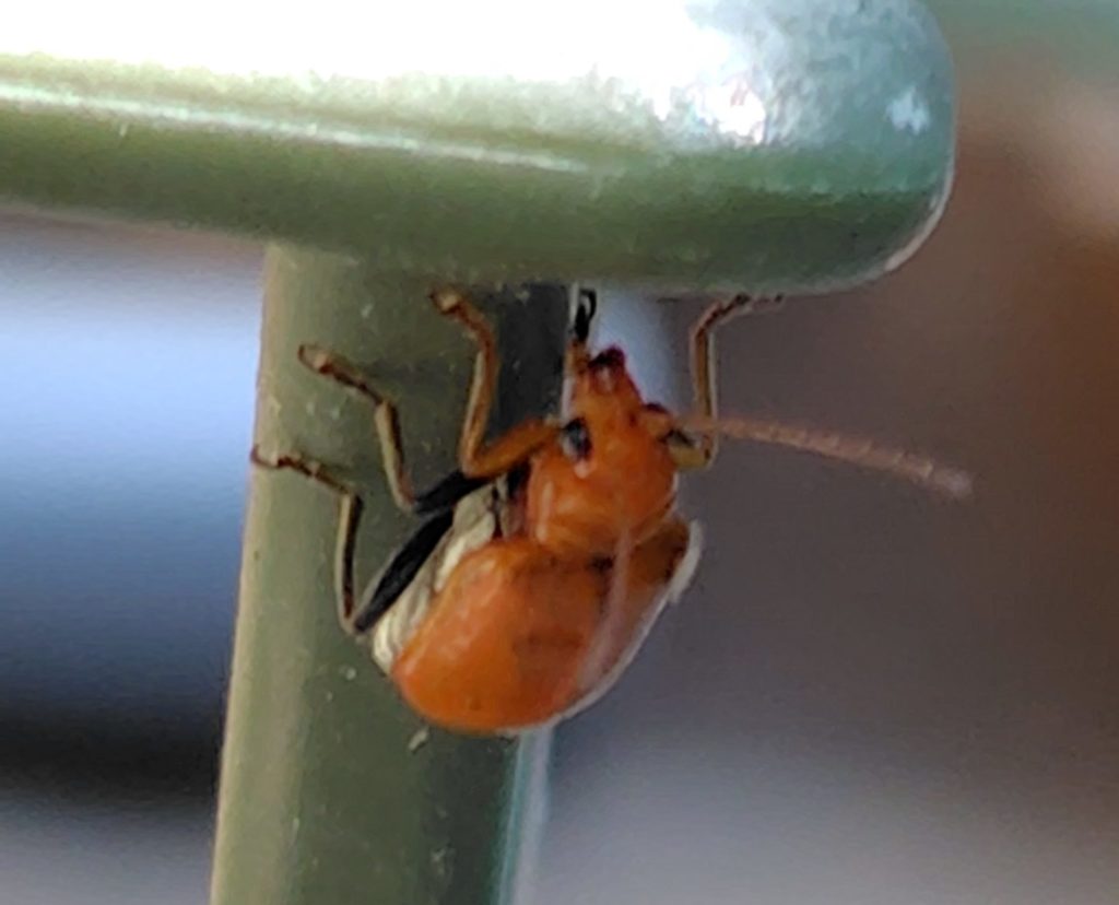 鉢の縁にいるウリハムシ