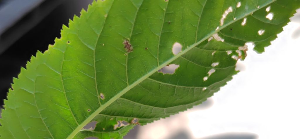 グンバイムシを発見