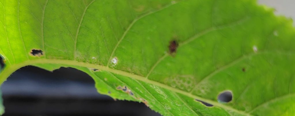 桜桃の葉の裏のグンバイムシ