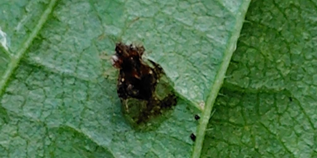 ナシグンバイの写真