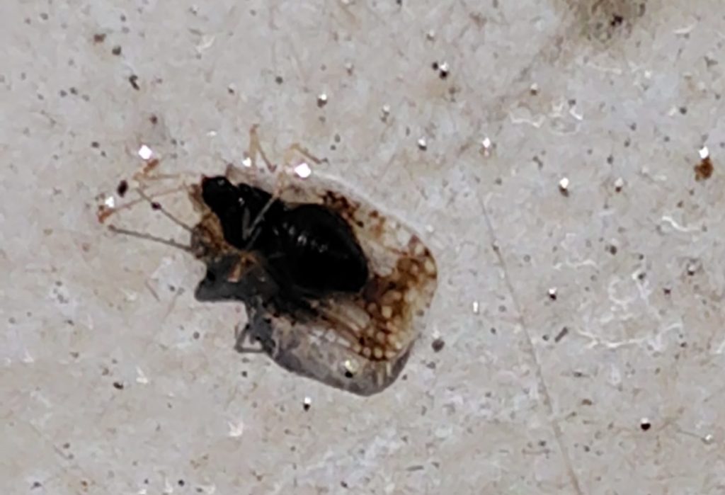 グンバイムシにスプレーをかけたあと